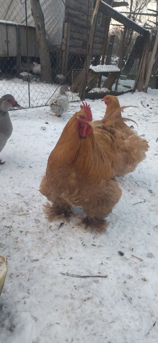 Кури породи Кохінхін палевий