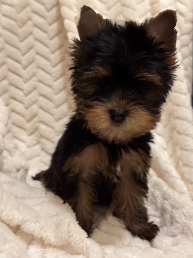 Suczka yorkshire terrier