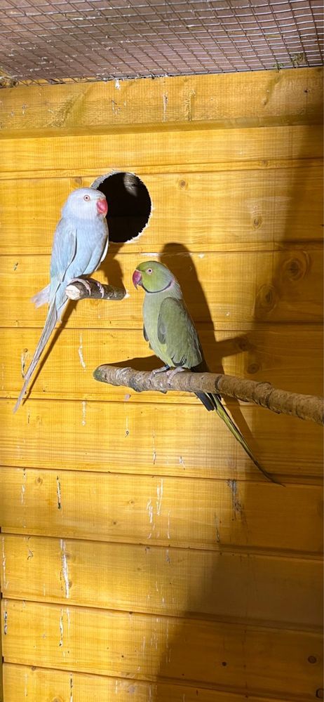 Papugi Aleksandrety obrożne