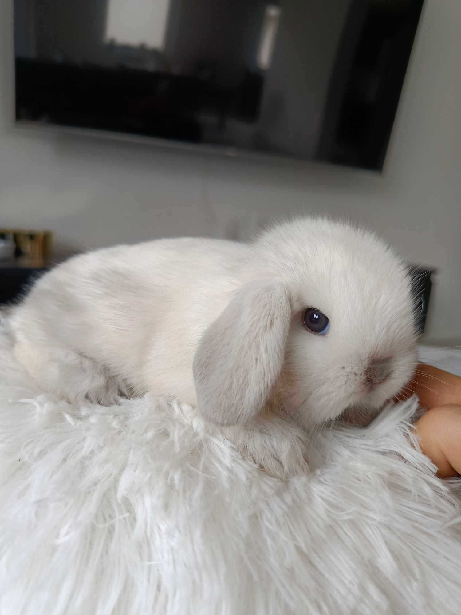 Mini lop karzełek Teddy hodowla zarejestrowana