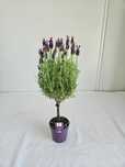 Lawenda na pniu – Lavandula angustifolia – wys. 60 cm z doniczk