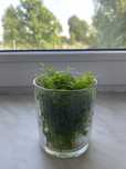 4 porcje mchu java moss Rezerwacja