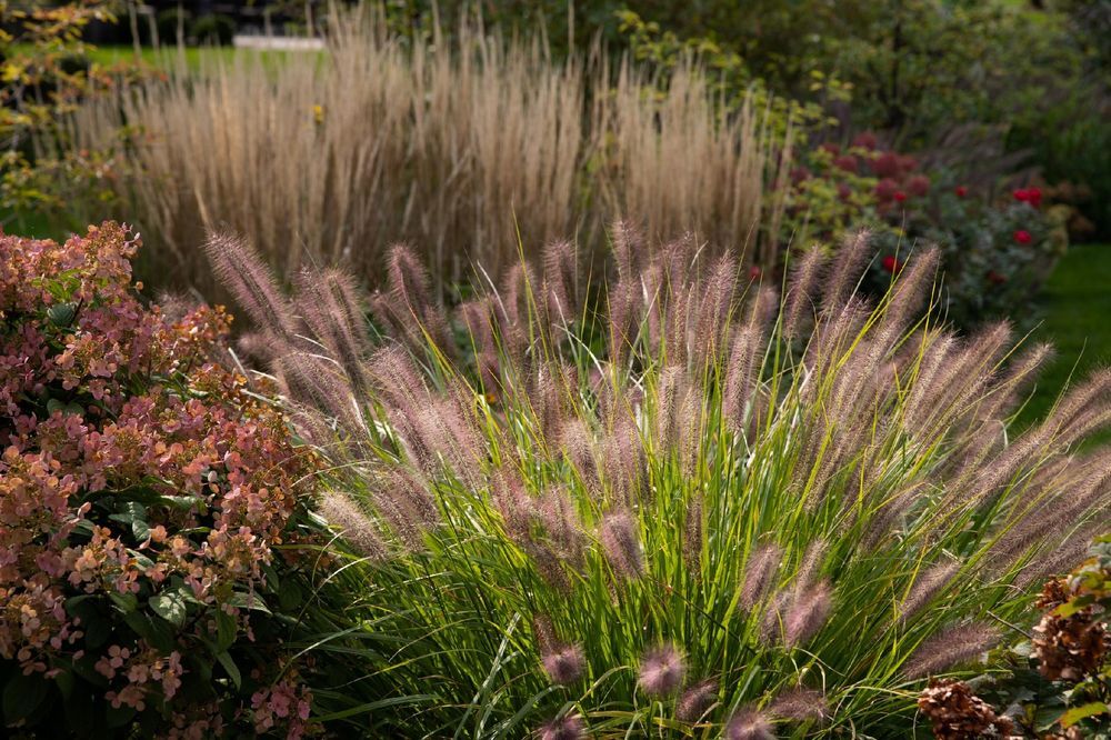 Rozplenica japońska 'Magic' (Pennisetum alopecuroides) Doniczka 2.0L