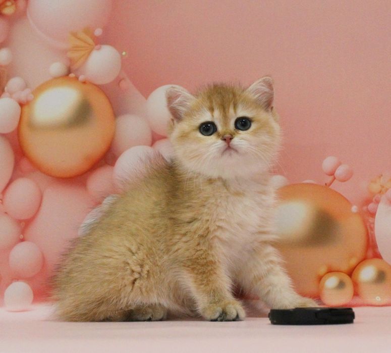 Дівчуля- красотуля для вас