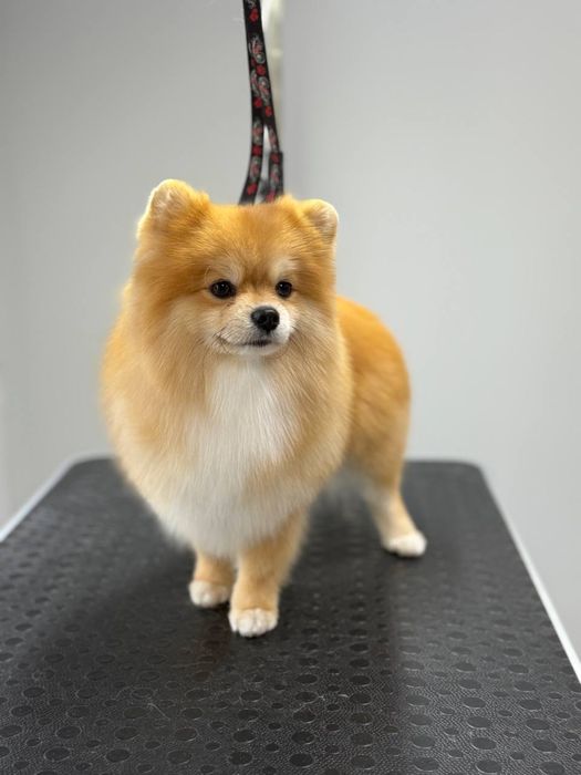 Грумінг, грумер , стрижка собак, стрижка тварин, вичіс.