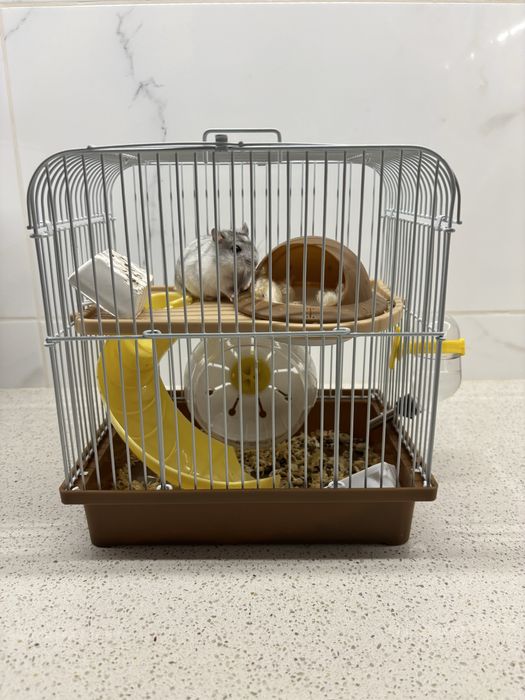 Hamster Russo Anão