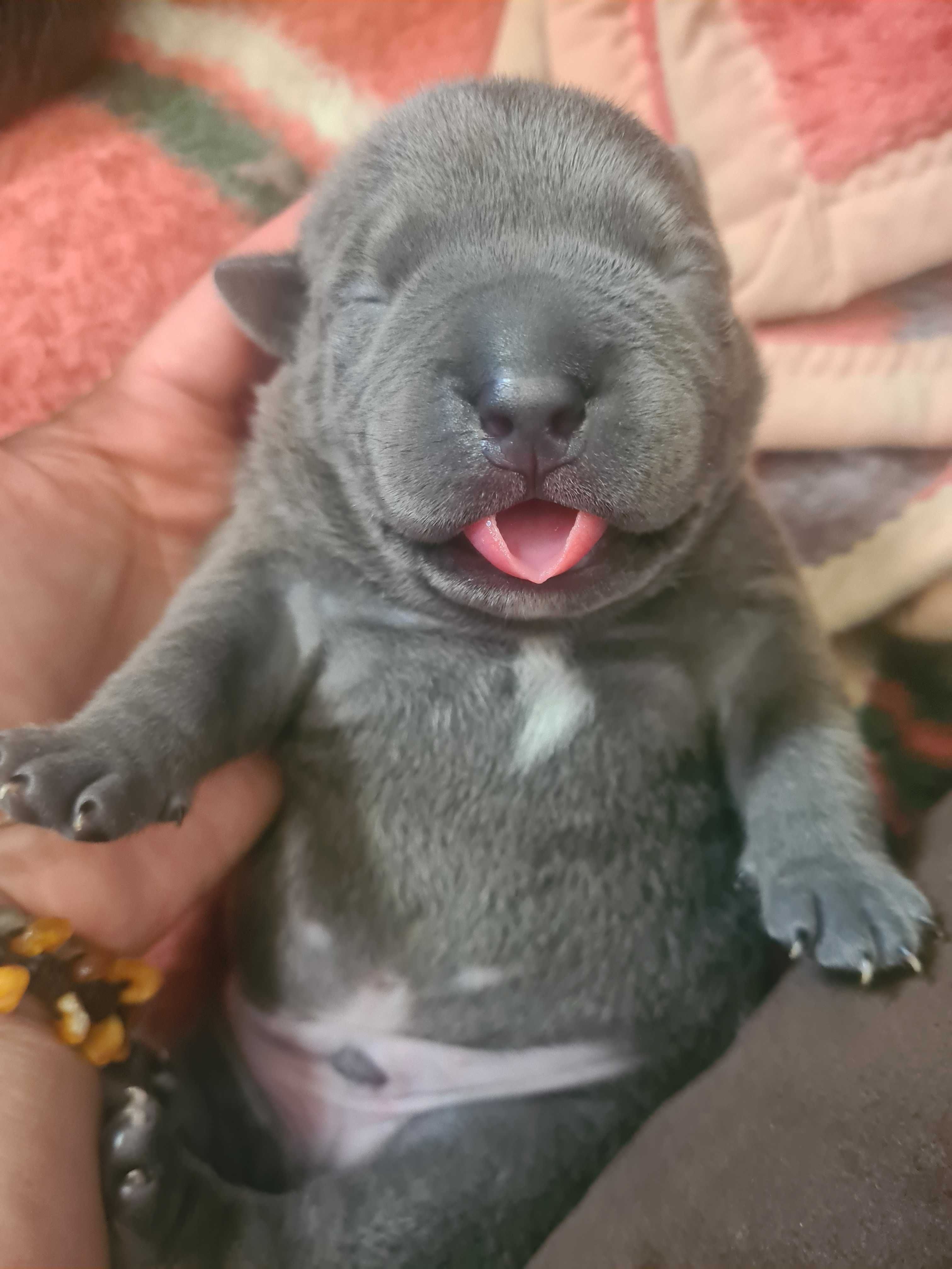 American Bully Pocket Abkc - Petarda