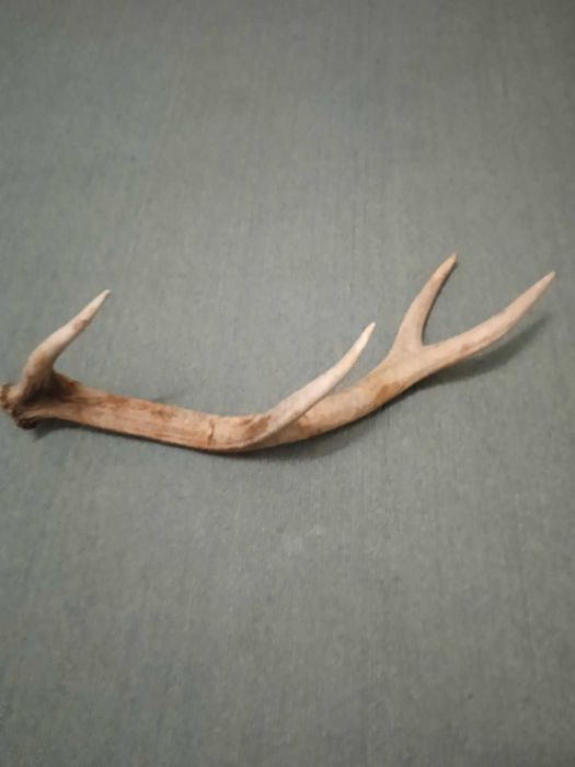 Рог  рога оленя  2025