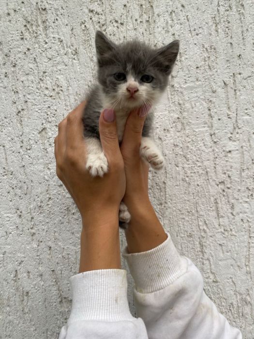 Безкоштовно, в добрі руки кошенята