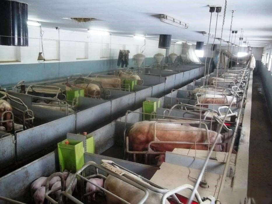 Kojce porodowe dla loch.