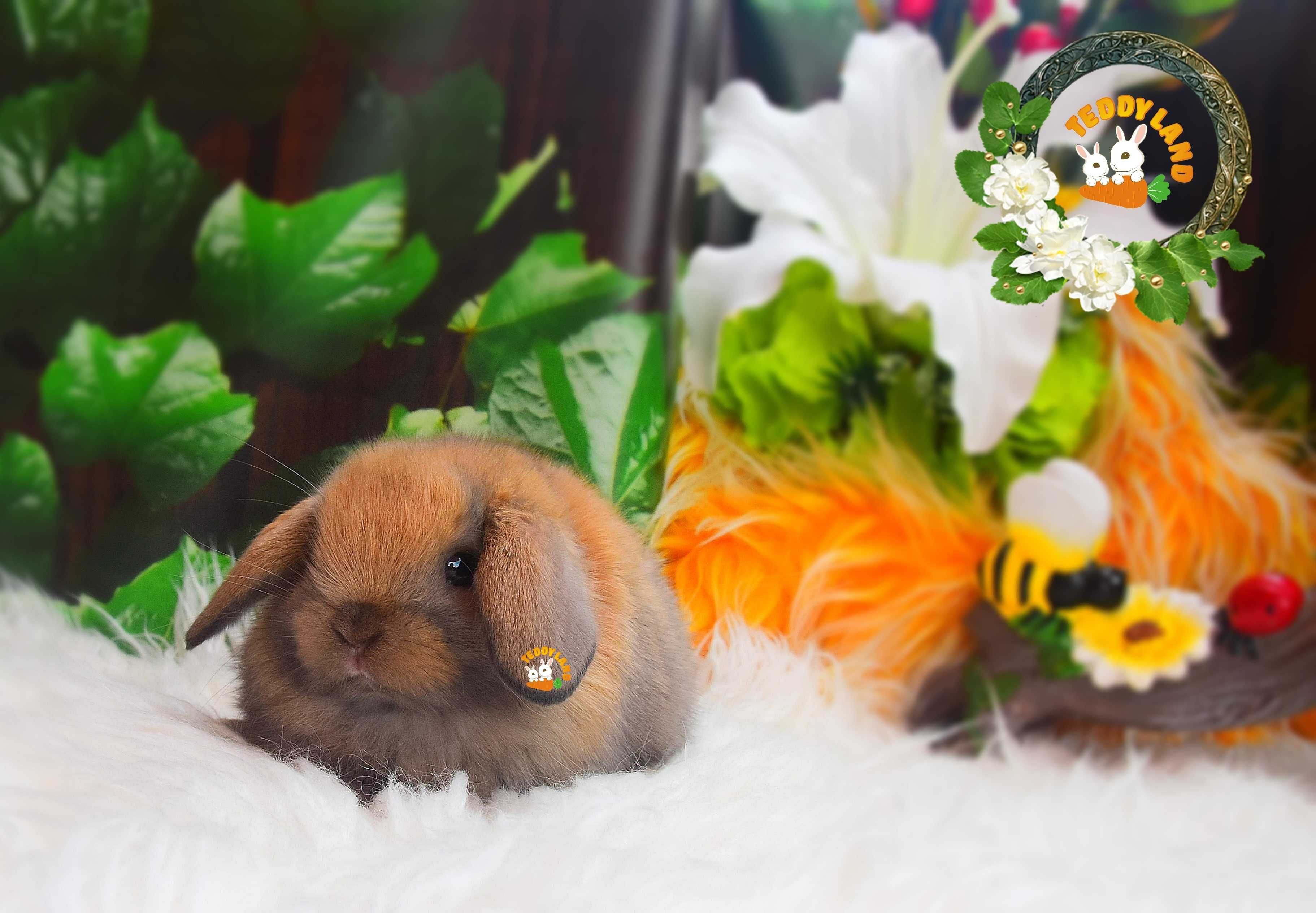 Mini Lop Teddy Karzełek profesjonalna hodowla królików ozdobnych