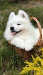 Samoyed szczenię samiec samoyed uroczy chlopiec