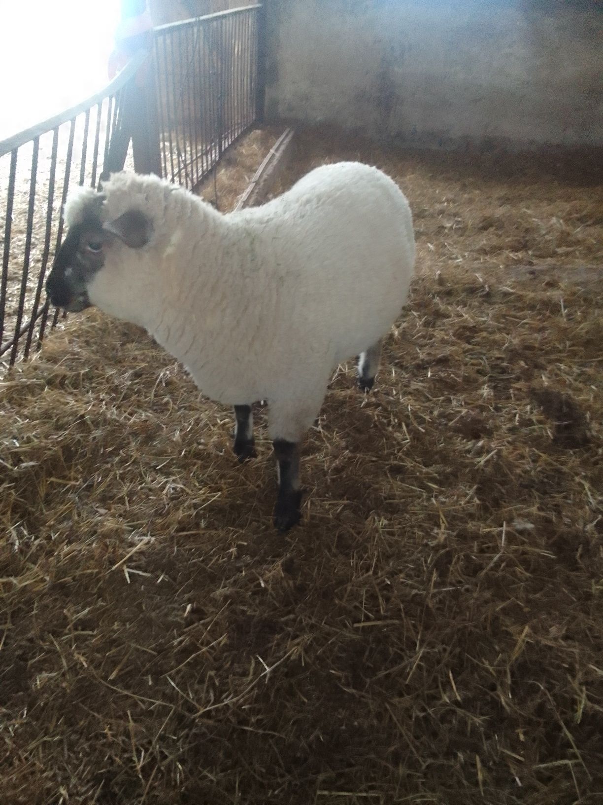 Baranek Shaun tryk