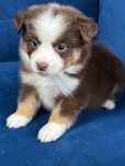 Miniaturowy owczarek amerykański mini Aussie FCI