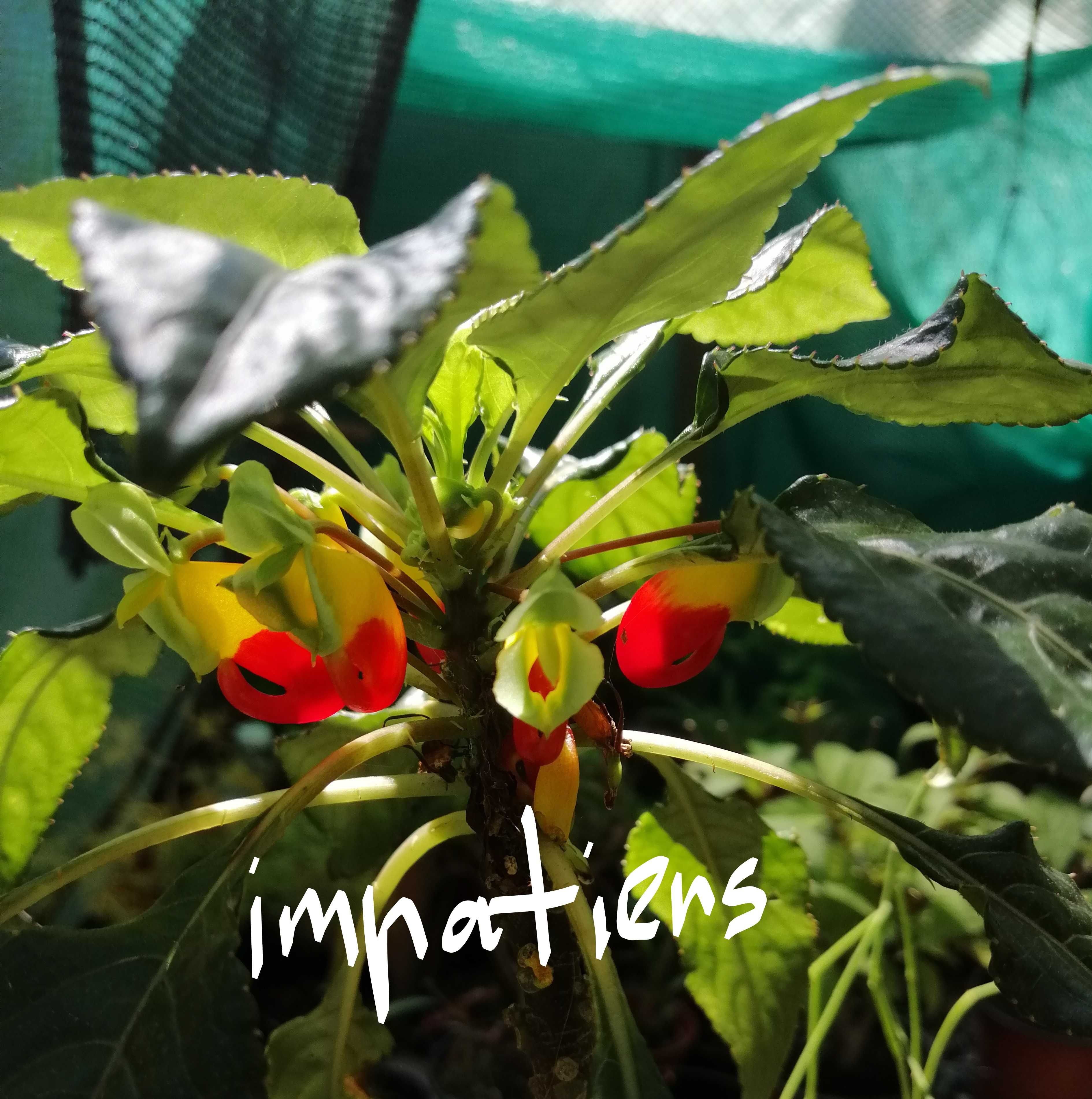 Impatiens niamniamensis