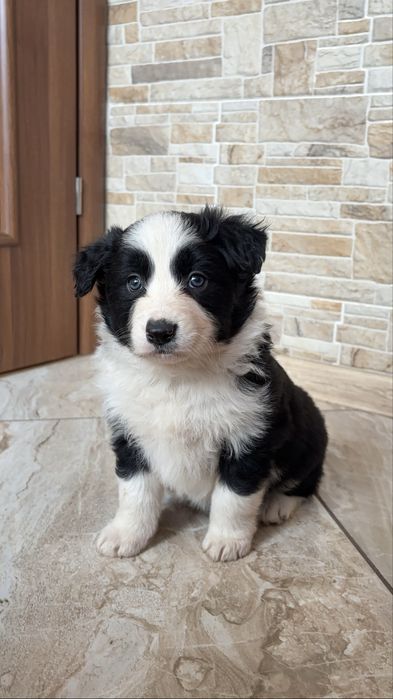 Suczka Border Collie