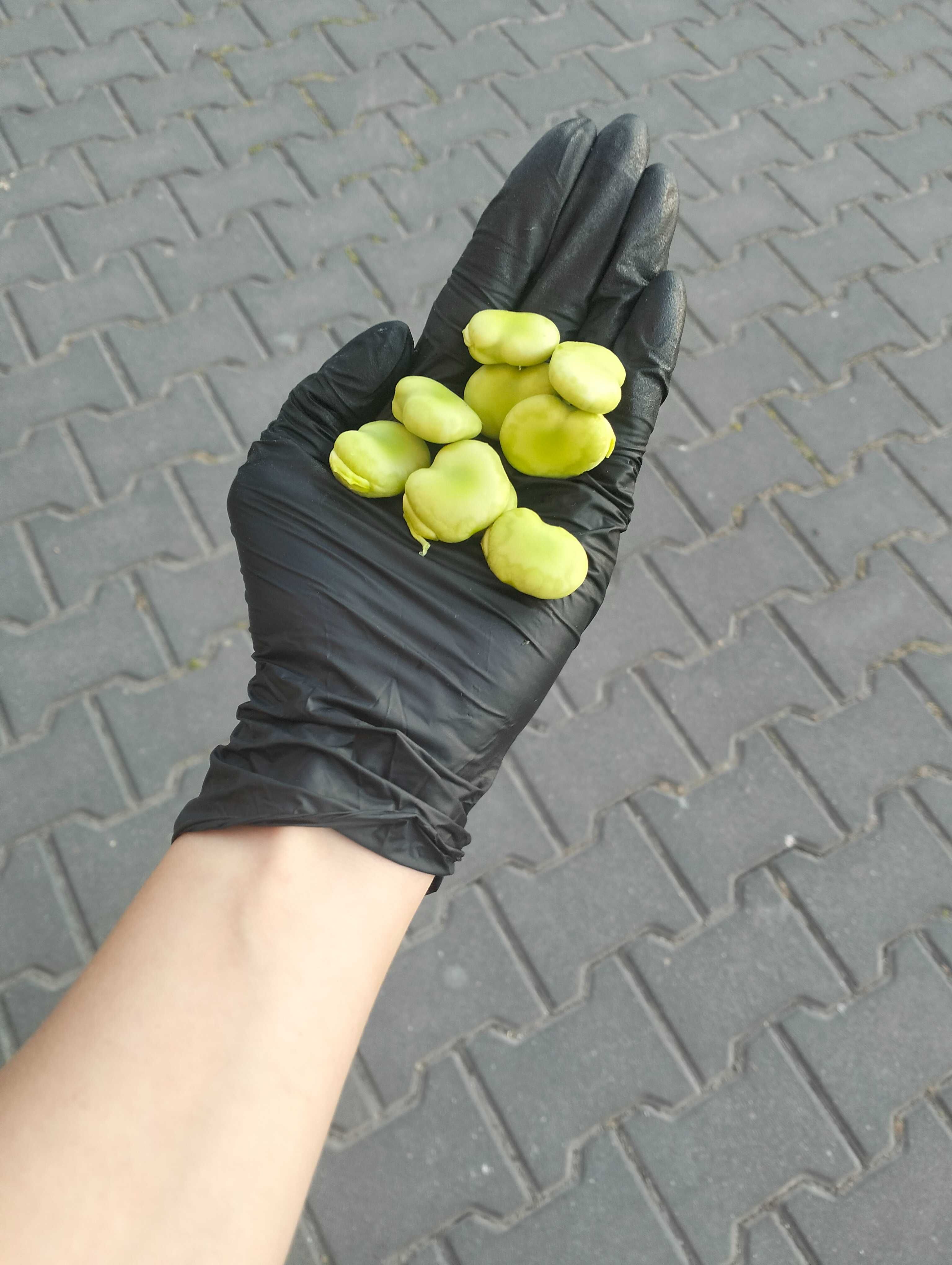 Bób na sprzedaż na świeżo łuskany