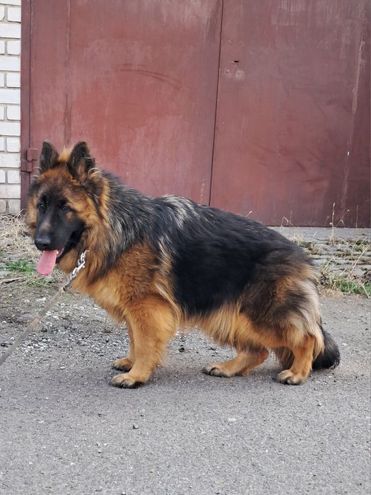 Высокопороднная длинношерстная девочка  8м