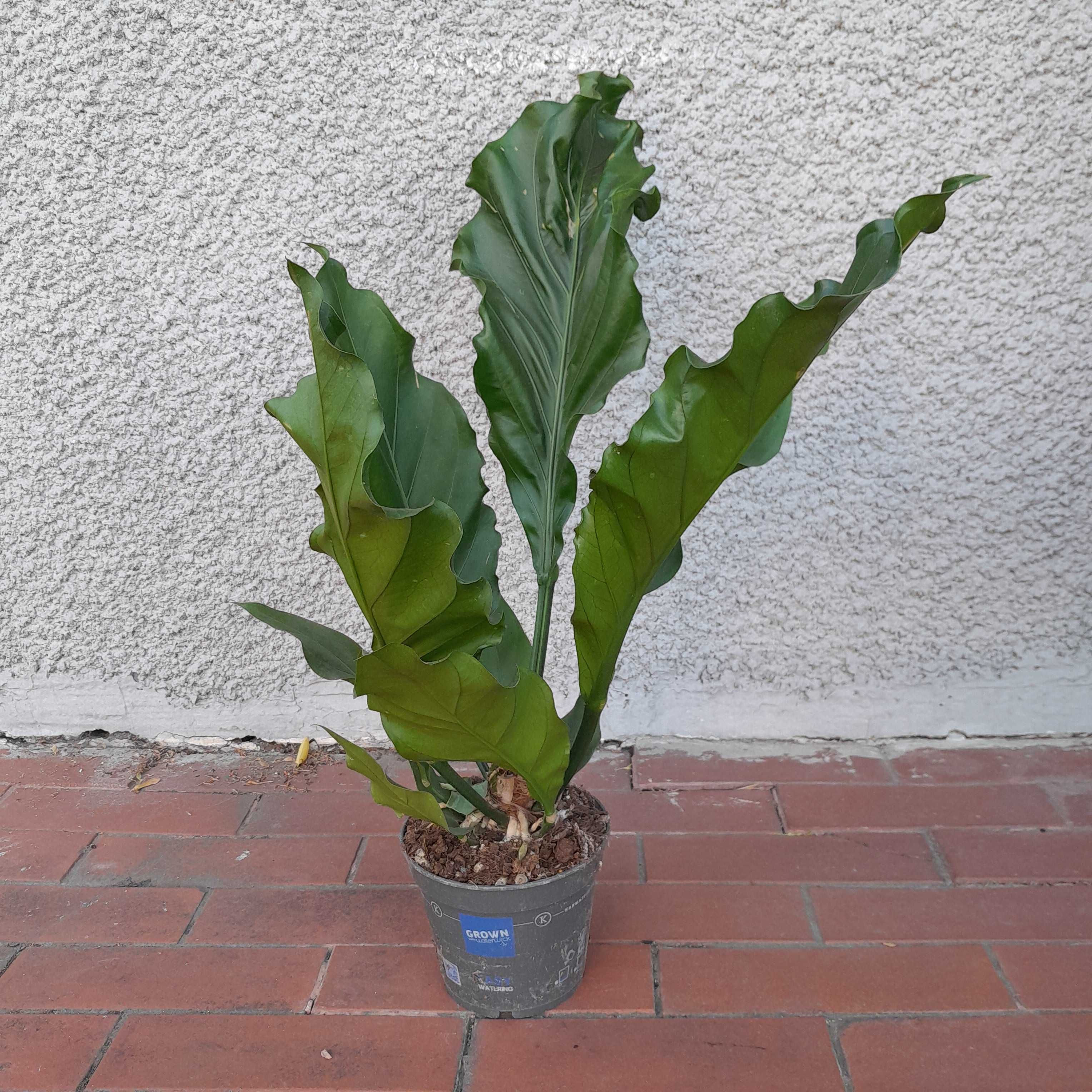 Anthurium Anturium hookeri 65cm