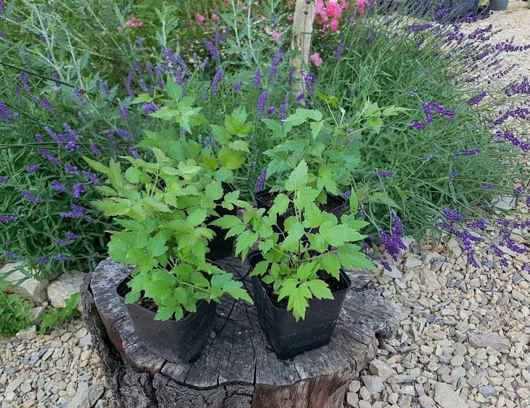 Powojnik bylinowy clematis 4 szt. P9