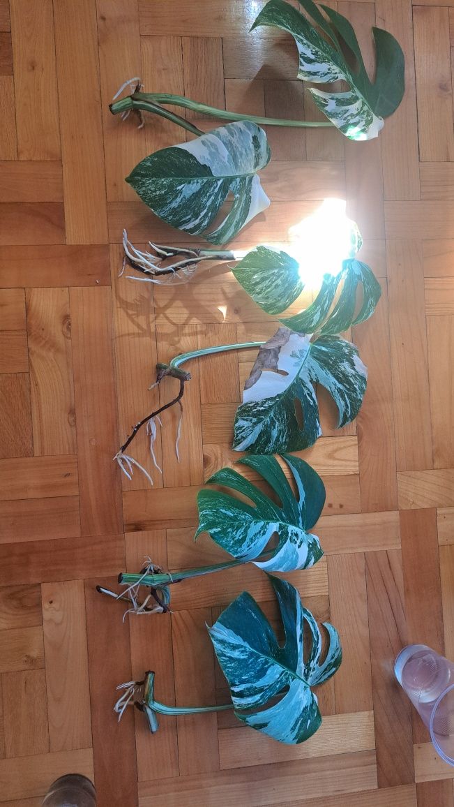 Monstera Variegata ukorzeniona sadzonka