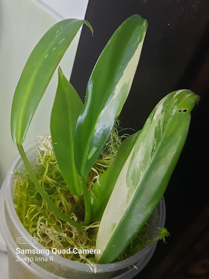 Philodendron Wend imbe var
