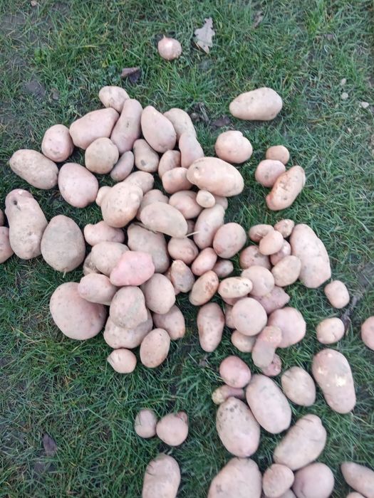 Картопля Сарпо Міра Сарпо Мира