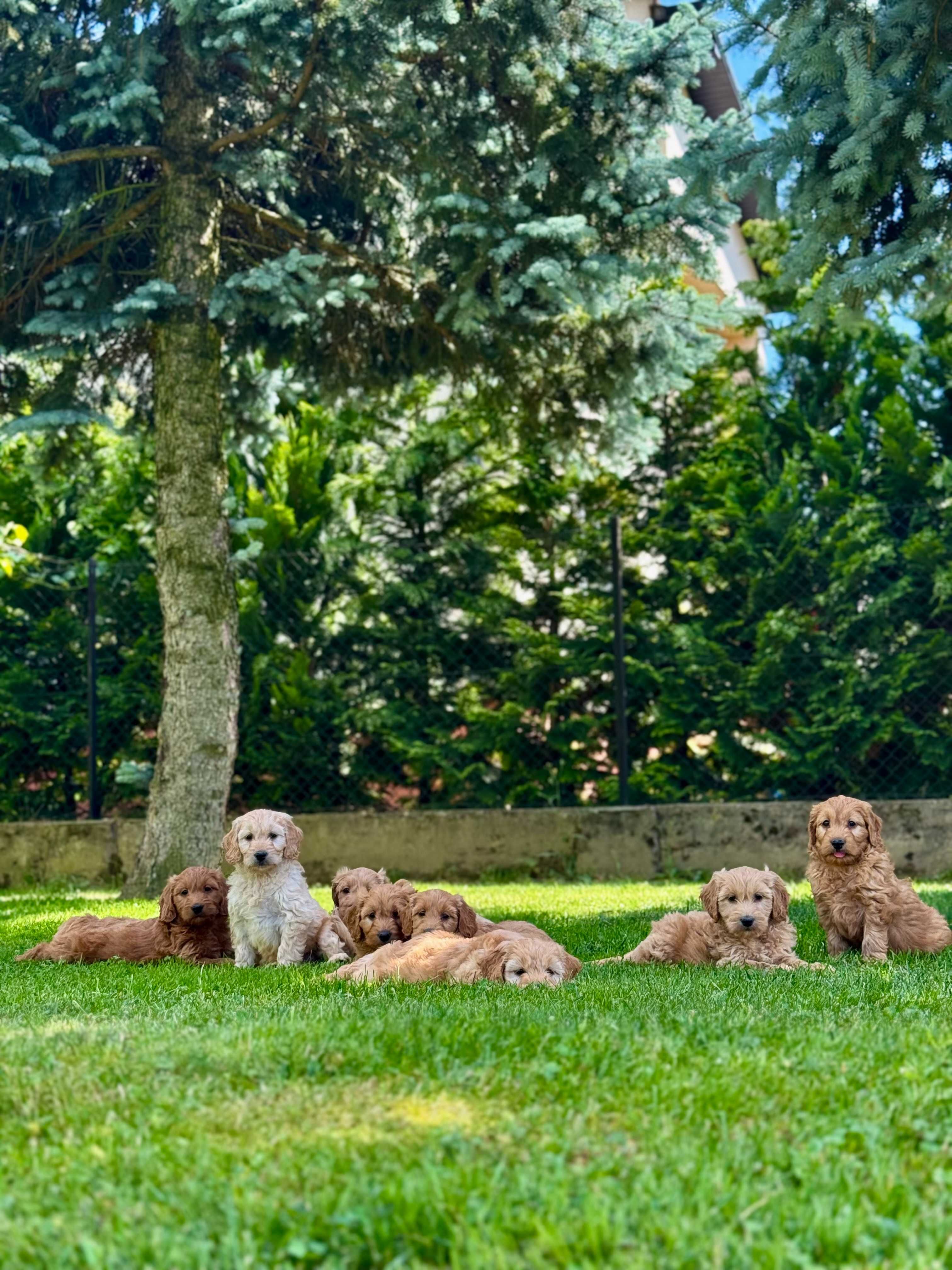 Goldendoodle mini Pudel & Golden retriever F1 Śliczna sunia  !!!