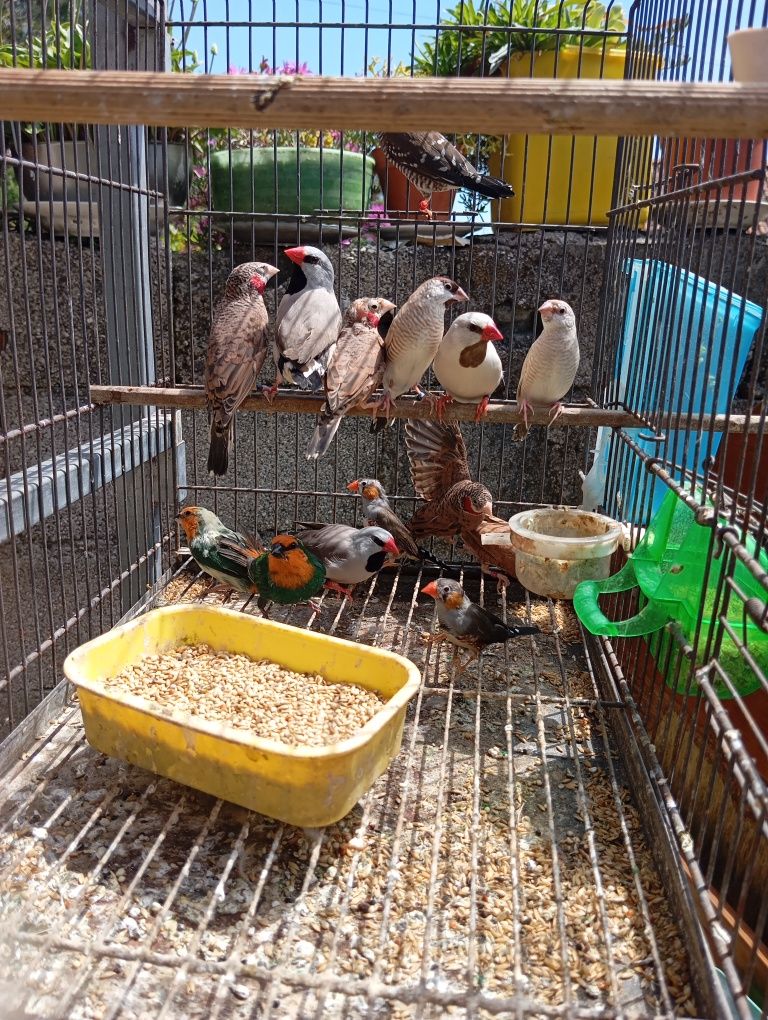 Várias aves para ceder