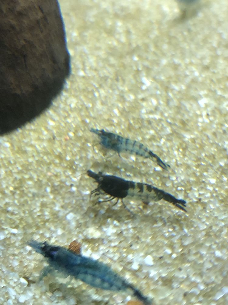 Camarao Carbon rili, black sakura etc adultos