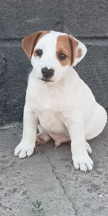 Джек Рассел тер'єр