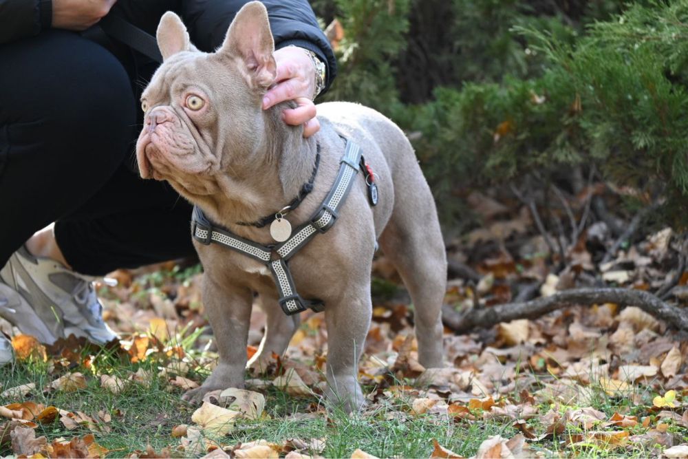 Вьязка  французського бульдога ізабелла нью шейд