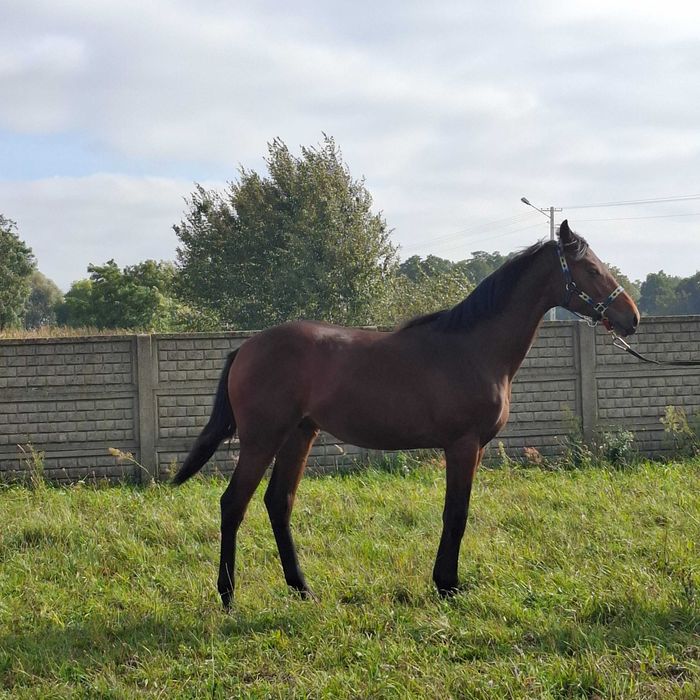 Hotel   Wolny boksy w stajni przydomowej   BŁASZKI