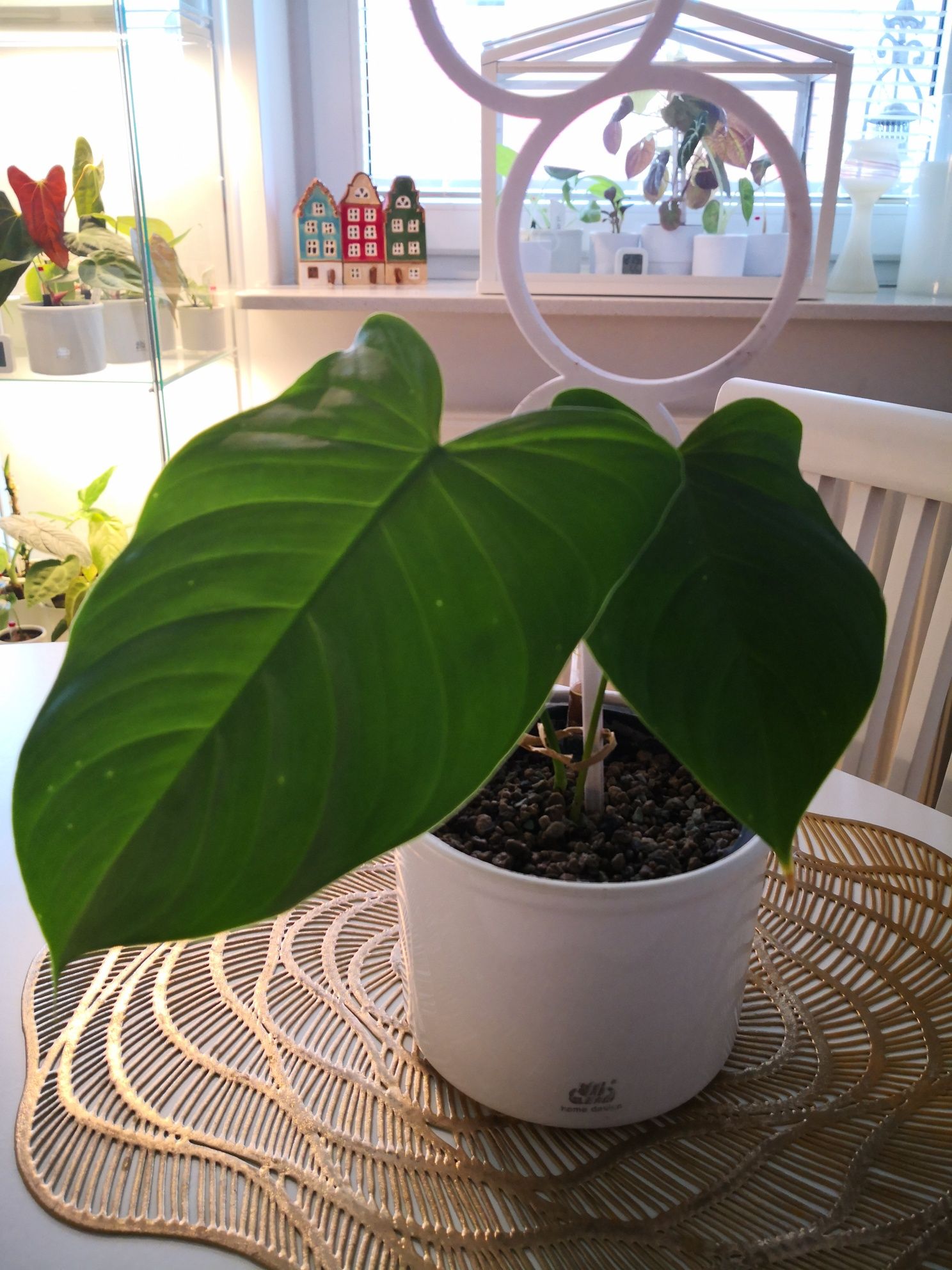 Philodendron tenue