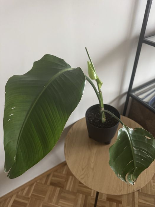 Strelicja królewska