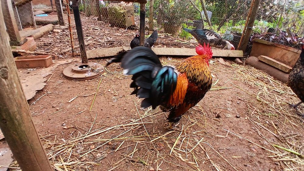 Galinha da Índia (charito) cruzado Mil Flores