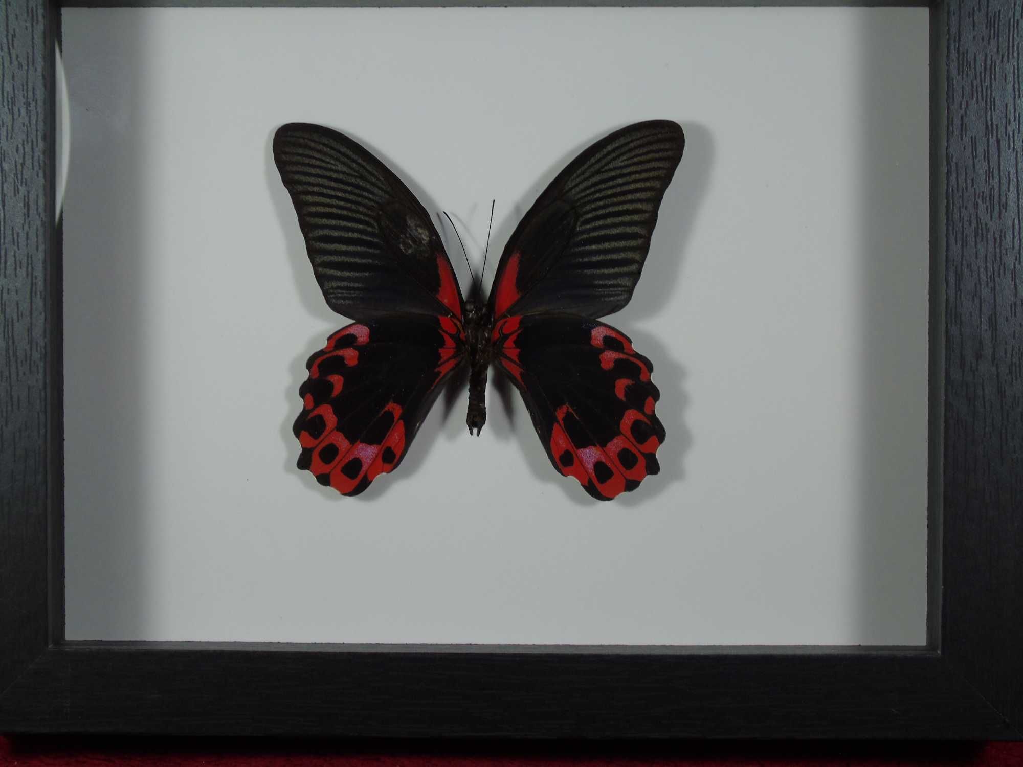 Motyl w ramce 22x17cm . Papilio rumanzovia .