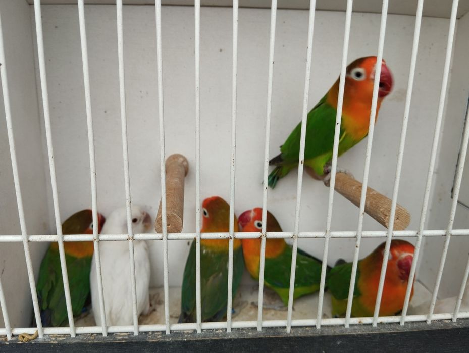 Nierozłączki czerwonoczelne