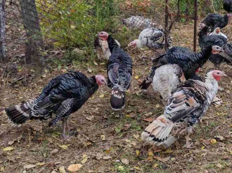 Продам домашні індики