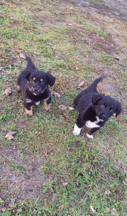 Czarne kuleczki szczeniaki.