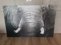 Duży obraz Ikea słoń 78x118 egersta afryka