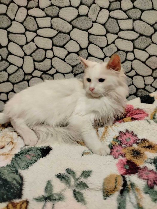 Котята ищут любящие семьи котики