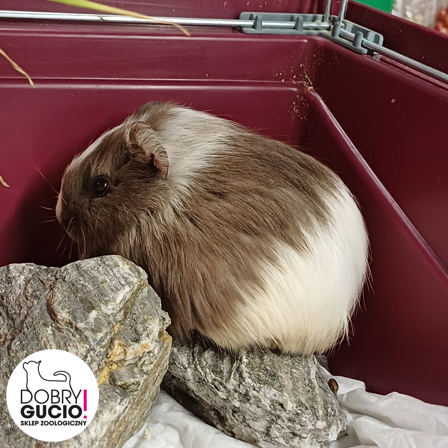 Świnka Morska Białystok sklep zoologiczny DOBRY GUCIO