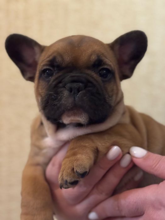 Щенки французского бульдога
