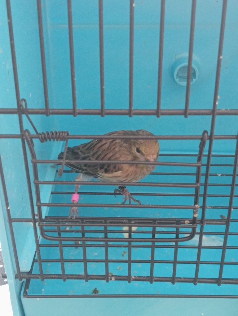 Vendo canária larguet