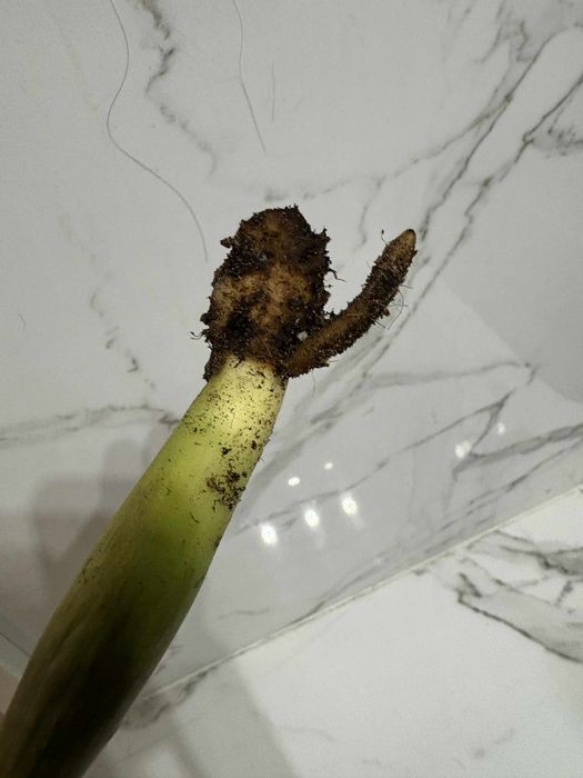 zamiokulkas variegata