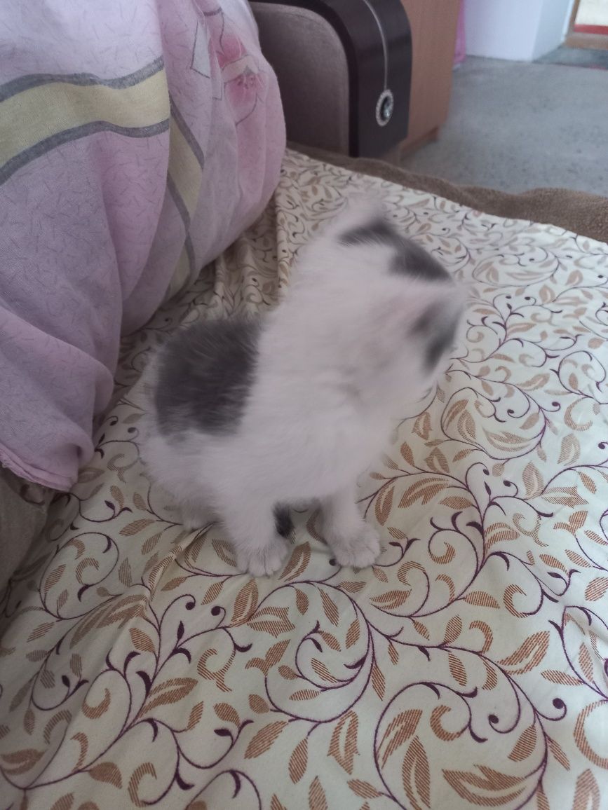Кошенята у добрі руки