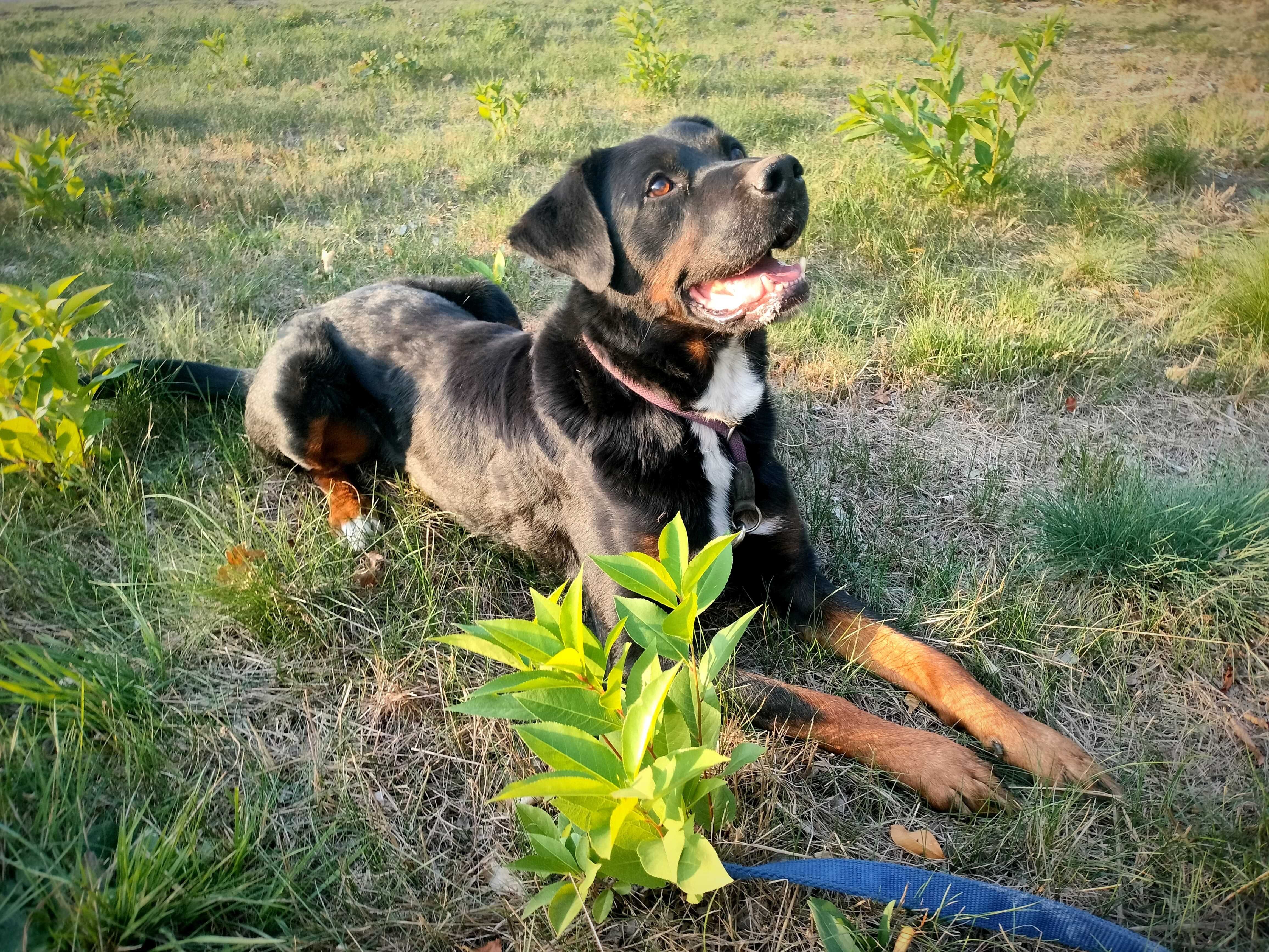 Gucio - młodziutki mix rottka szuka domku.