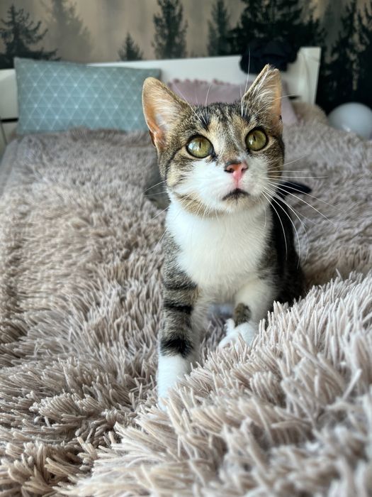 Lilo - bezdomna koteczka szuka domu