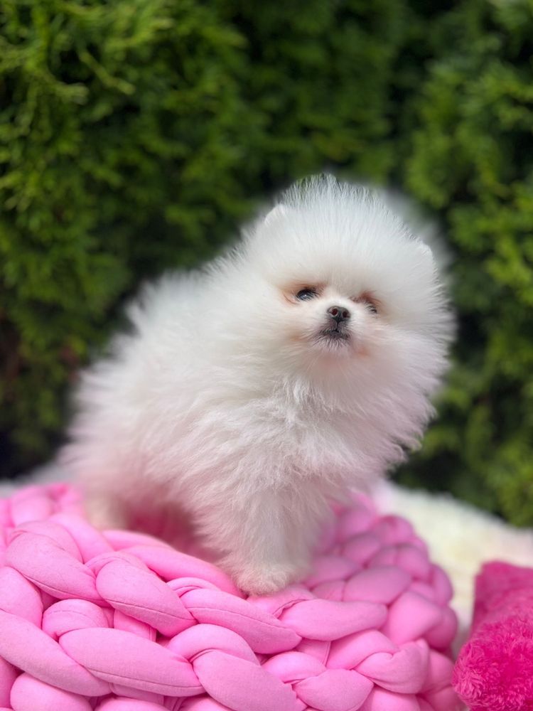 Szpic miniaturowy,pomeranian mega maleńki chłopczyk